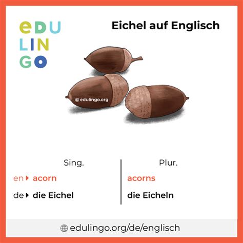 eichel auf englisch|eichel deutsch übersetzung.